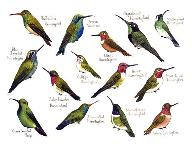 Image of Hummingbird species